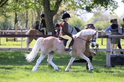 76 M&M Open Lead Rein Winter