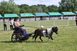 H258 Whip & Groom
