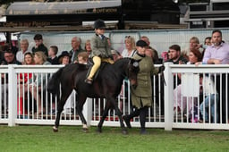 90 Lead Rein Show Hunter Pony