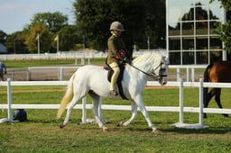 CH102S M&M Small Breed Championship