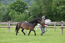H51-49 EXMOOR CHAMPIONSHIP