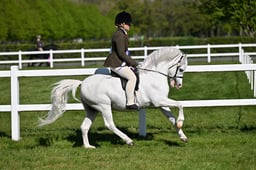 64 M&M Pure Novice Welsh A & B