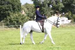 50 CLASSICAL LADIES SIDE SADDLE