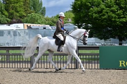 121-120 Ridden Arab Championship
