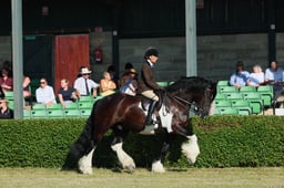 S61_0077 2026