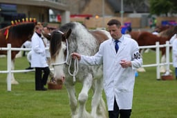 408 Yeld Mare 4yrs & Over