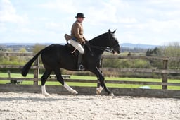 Class 30 Restricted Show Horse