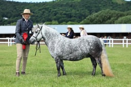 Z41_0581 2026