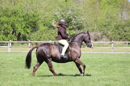 98 Open SHP 133cm
