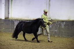 Owner Breeder Championship Prelim