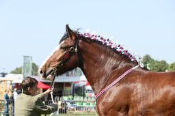 E33_4234 2026