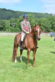 H142 Ridden Arabian