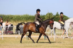 61 SMALL RIDING HORSE