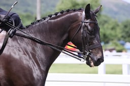 H103 HOYS Ladies Side Saddle