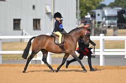 107C Mini Show Pony Championship