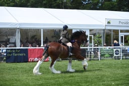 D42_2010 2026