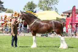 E33_4653 2026