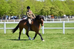 57 M&M Open Ridden Welsh C & D