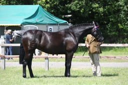 H149 Riding Horse In Hand 2 & 3yrs