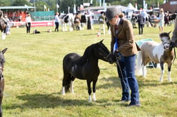 British Miniature Horses