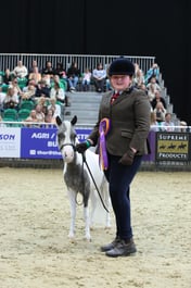 Miniature Horse of the Year Championships