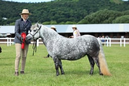 Z41_0582 2026
