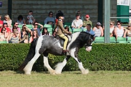 S61_0370 2026