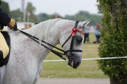 115B Purebred Arab Gelding