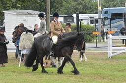 284 M&M Mixed Ridden Gelding Large