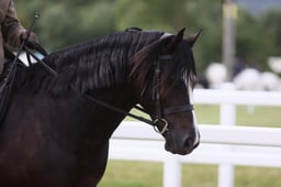 E43_3043 2026