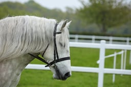 66 M&M Confined Novice Fell Dales & High