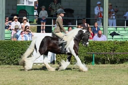 S61_0711 2026
