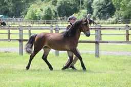 H57 Dartmoor Yearling