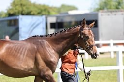 H129-127 IN HAND SPORTS HORSE CHAMPIONSHIP