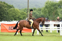 CLH165 Show Hunter Pony 143cms