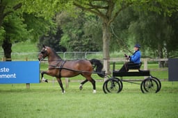 CL 32 The Freedman Harness Hackney Horse