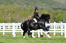 H19_0445 2026