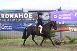 555 HOYS Show Pony 128cm