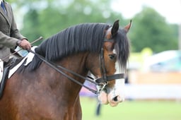 H44_1299 2026