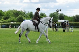 22-21 Amateur Ridden Hunter Championship