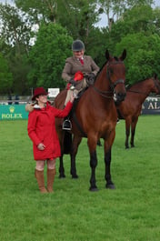 65 Cleveland Bay Pure Bred Ridden