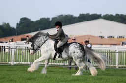 128 Coloured Native Ridden