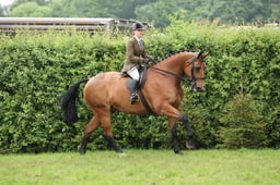 24 HOYS Heavyweight Huter