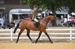 116C Riding Horse Championship