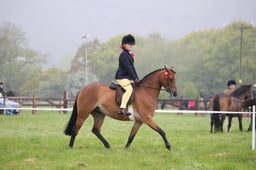 97-101 Novice Ridden SP & SHP