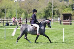 C19_1174 2026