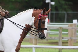 CL 101 Novice Riding Horse