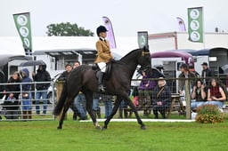 529 HOYS Large Riding Horse