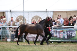 10 HOYS Supreme In Hand