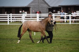 F483-4 Riding Pony Breeding Gold Medal